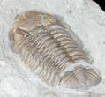Eldredgeops Trilobite - Ohio #50895-2